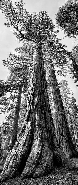 Collins, Ann 아티스트의 USA-California-Yosemite National Park Giant Sequoia trees in Mariposa Grove작품입니다.